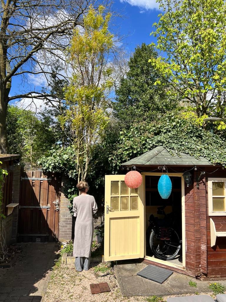 Gratis afhalen zuilboom Koelreuteria paniculata 'Fastigiata', Tuin en Terras, Planten | Bomen, Zomer, Zuilboom, 400 cm of meer