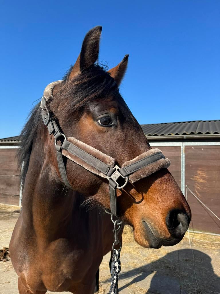 Eskadron halster + touw, Ophalen of Verzenden