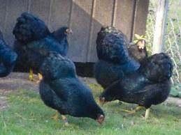 Krielkippen:Wyandotte-Sussex-Barnevelder-Bielefelder-Serama, Dieren en Toebehoren, Pluimvee, Kip, Vrouwelijk