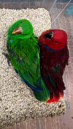 Super tamme edel papegaaien, Meerdere dieren, Papegaai, Pratend