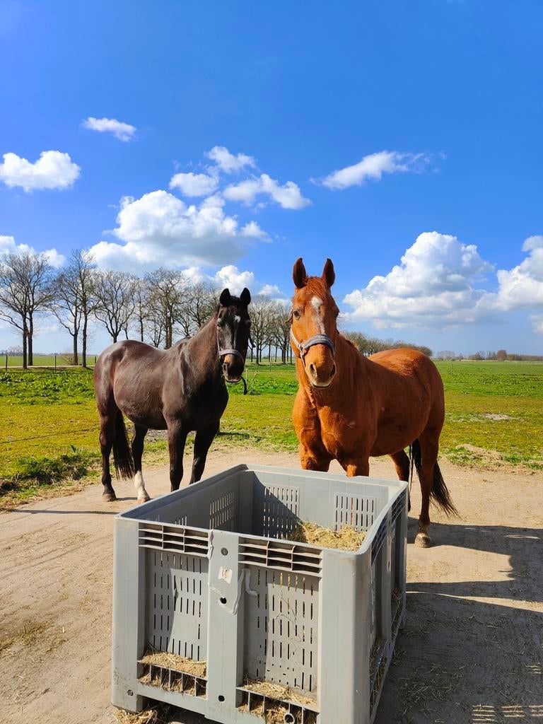 Rusthuis voor paarden, nog 1 plek vrij., Stalling, 1 paard of pony