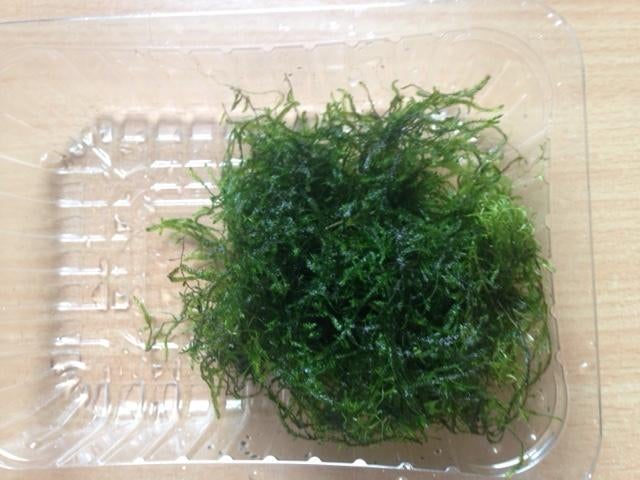 Javamos, leuk bij garnalen (met gratis advies), Ophalen of Verzenden, Nieuw, Plant(en), Steen of Hout