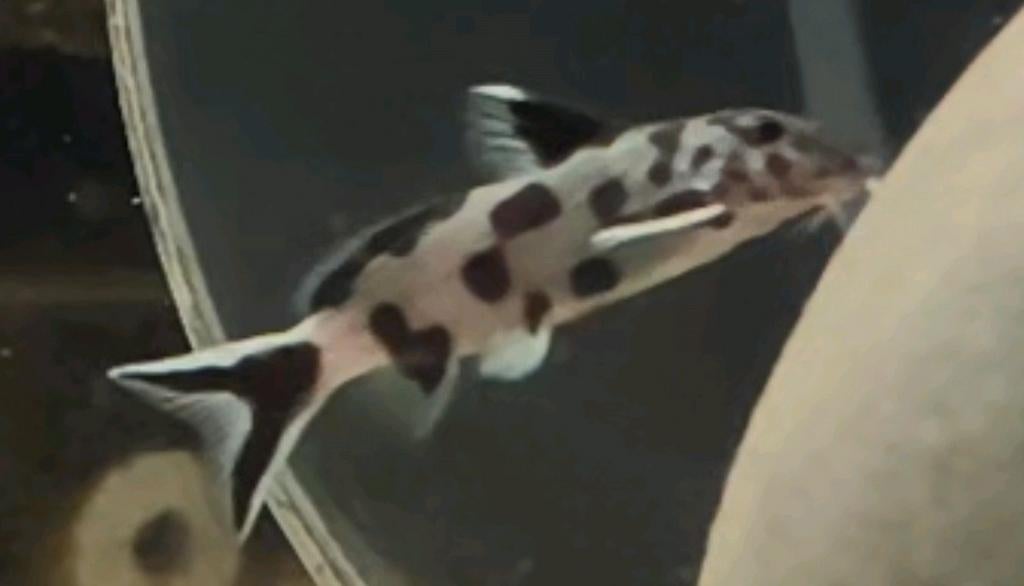 Synodontis poli white Zambia 3cm Tanganyika Cichliden, Dieren en Toebehoren, Vissen | Aquariumvissen, Vis