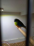 Turquoisine parkiet, Dieren en Toebehoren, Vogels | Parkieten en Papegaaien, Vrouwelijk, Parkiet