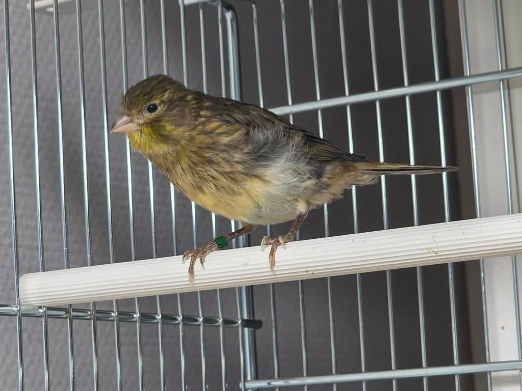 Kanarie man, Dieren en Toebehoren, Vogels | Kanaries, Mannelijk, Kleurkanarie