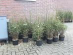 Niet woekerende bamboe met purperen stengel, Deep Purple!!!, Ophalen, Bamboe, Struik, 100 tot 250 cm