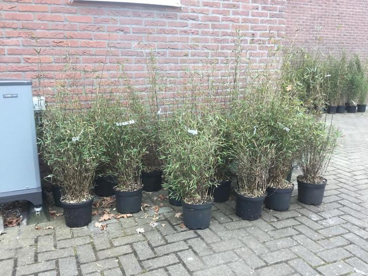 Niet woekerende bamboe met purperen stengel, Deep Purple!!!, Tuin en Terras, Planten | Struiken en Hagen, Struik, Bamboe, 100 tot 250 cm