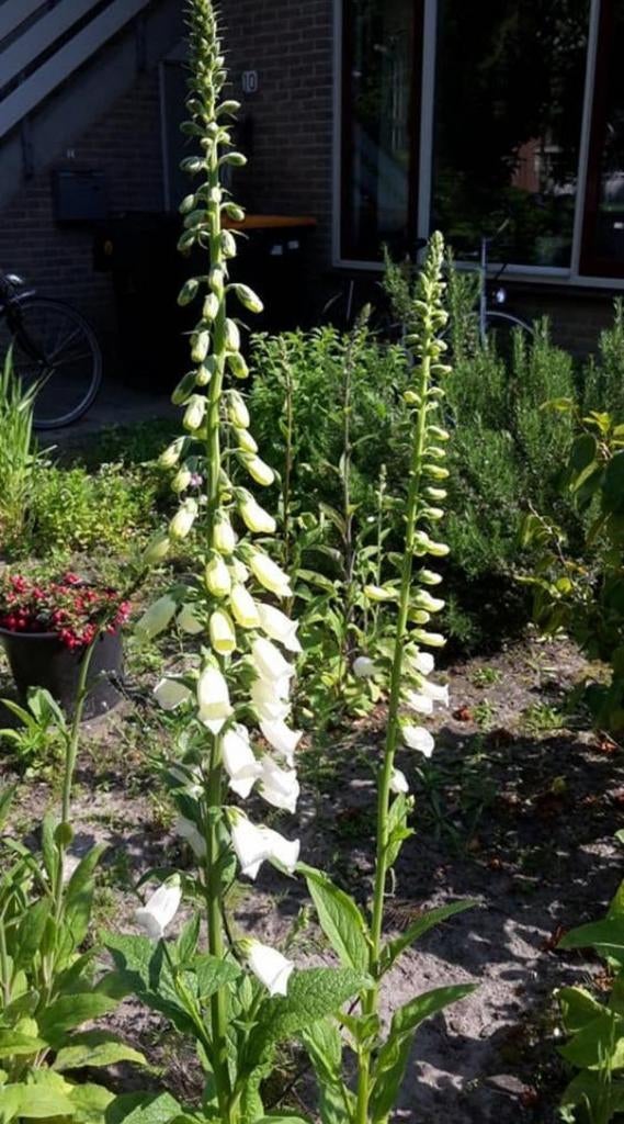 Digitalis purpurea 'Alba' - Witte Vingerhoedskruid zaden, Ophalen of Verzenden, Voorjaar, Halfschaduw, Zaad
