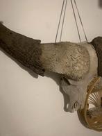 Buffel schedel, Decoratieobject, Zo goed als nieuw, Natuurlijk materiaal, Ophalen