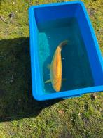 Doitsu Karachi, Karper of Koi