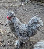 Usa gladleer kk haan, Dieren en Toebehoren, Pluimvee, Mannelijk, Kip