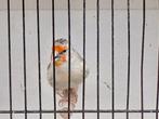 Kruising distelvink x kanarie, Dieren en Toebehoren, Vogels | Overige Vogels, Mannelijk, Wildzangvogel, Geringd