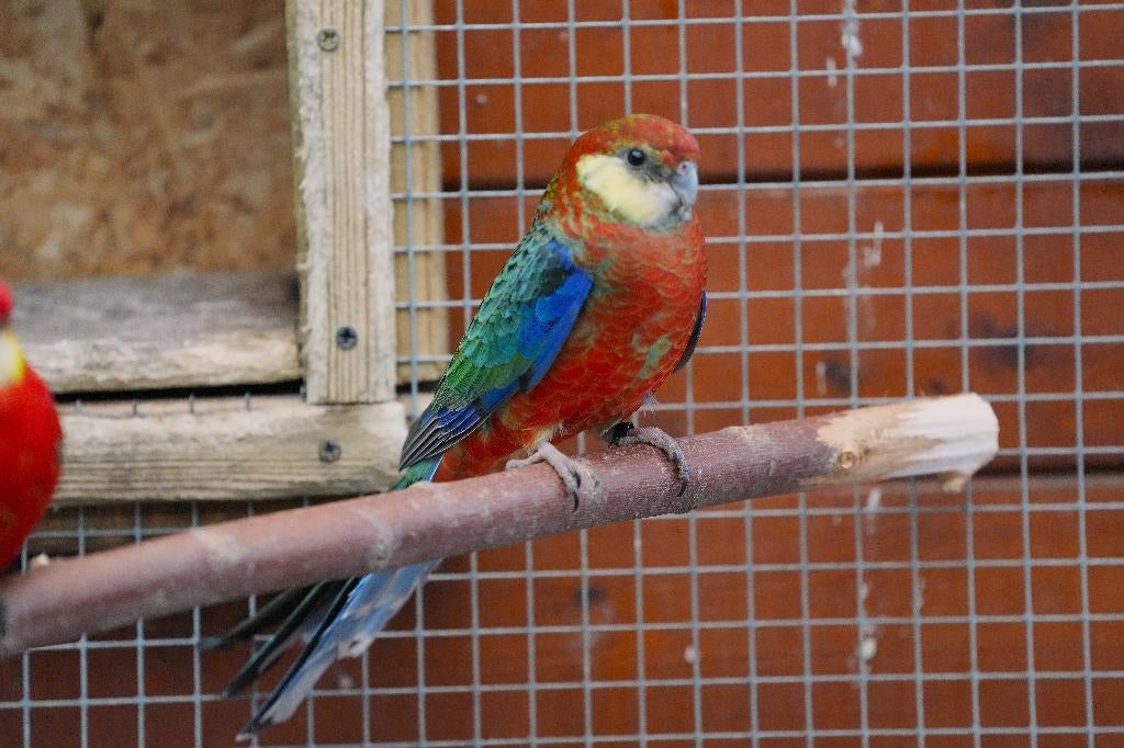 Stanley Rosella man wildkleur te koop, Dieren en Toebehoren, Vogels | Parkieten en Papegaaien, Mannelijk, Parkiet, Geringd