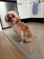 Boomer/pomeriaan teefje, Dieren en Toebehoren, Overige rassen, 1 tot 2 jaar, Teef, Parvo