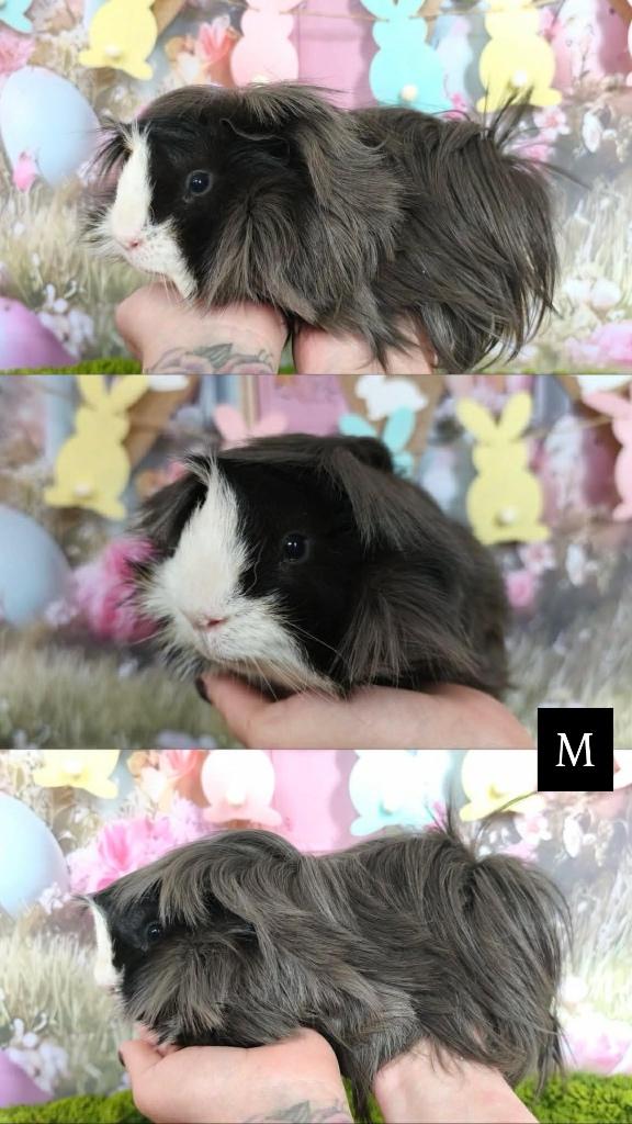 Raszuivere peruvian beer met ID boekje, gekeurd v. verkoop, Dieren en Toebehoren, Knaagdieren, Mannelijk, Cavia, Oktober, Tam