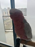 Handtame Rose Kaketoe Man, Dieren en Toebehoren, Vogels | Parkieten en Papegaaien, Mannelijk, Papegaai