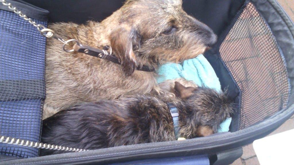 hondenbuggy, Dieren en Toebehoren, Ophalen, Gebruikt