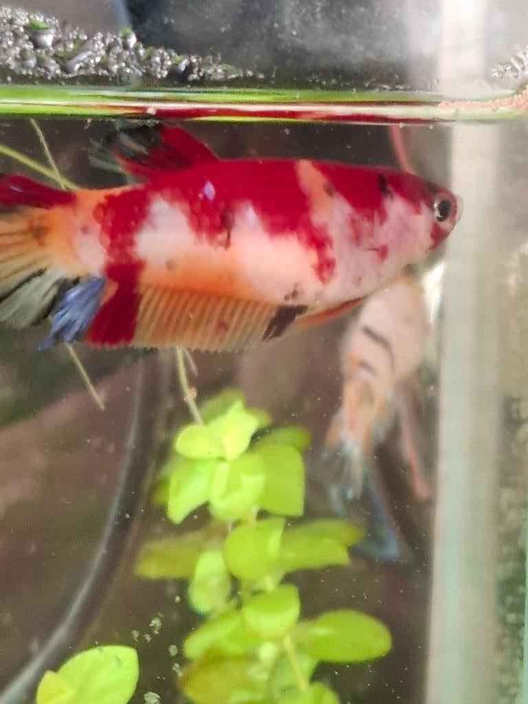 mooie jonge koi betta man, Dieren en Toebehoren, Vissen | Aquariumvissen, Vis, Zoetwatervis