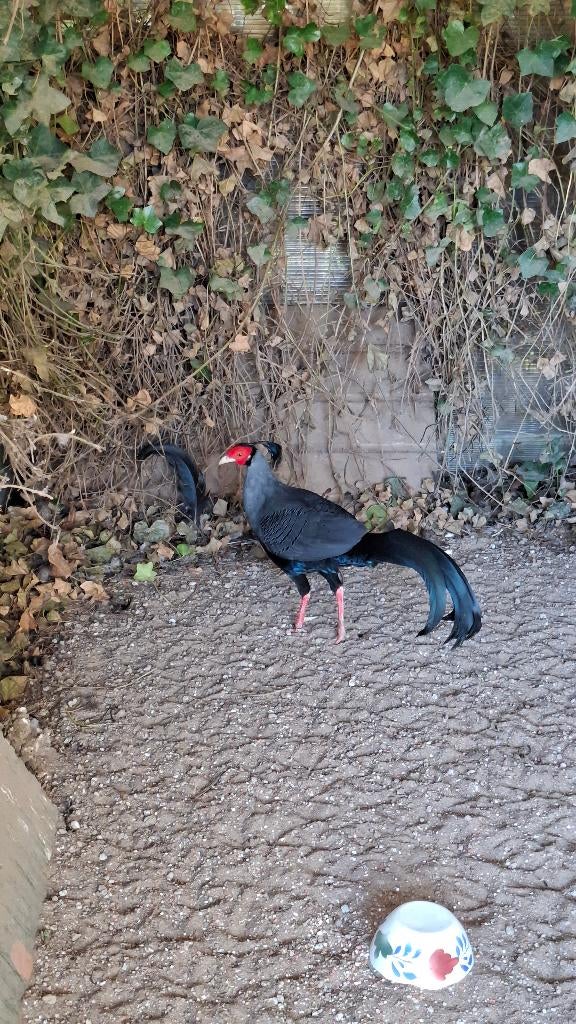 pluimvee, Dieren en Toebehoren, Pluimvee, Mannelijk, Overige soorten