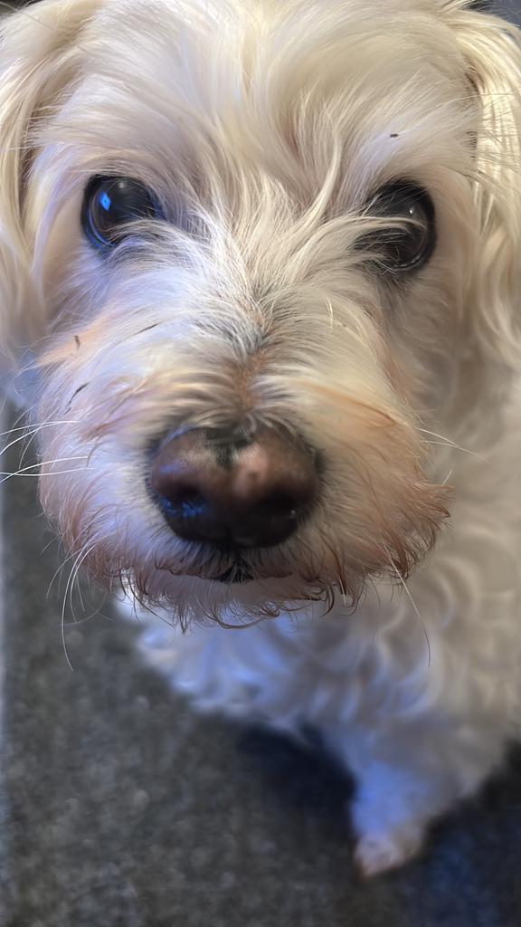 Lieve oudere hond zoekt rustig nieuw thuis, 6 jaar of ouder, Maltezer, Teef, Parvo