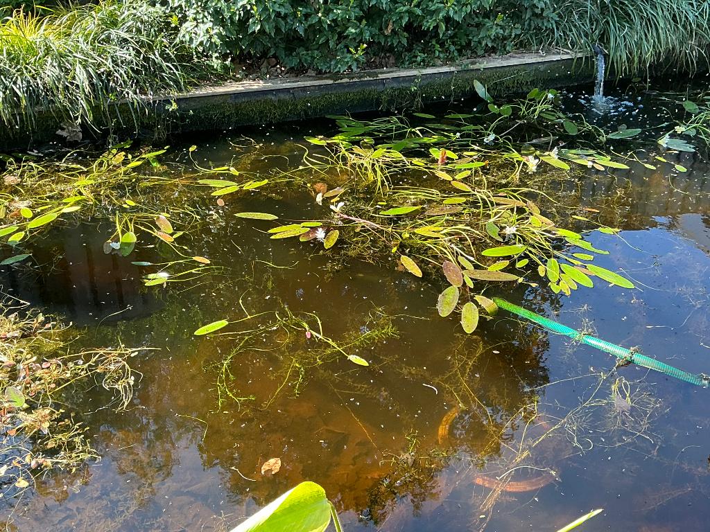 Vijverplanten, Tuin en Terras, Vijvers, Ophalen, Nieuw