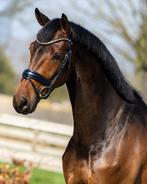 Super leuke 4 jarige So perfect Ruin, Dieren en Toebehoren, Met stamboom, Ruin, Dressuurpaard, L