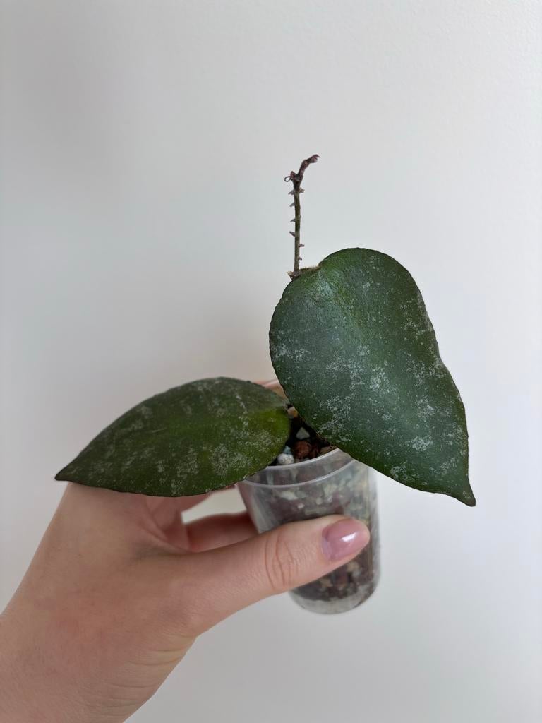 Hoya Caudata Sumatra Silver Stains, Huis en Inrichting, Kamerplanten, Ophalen of Verzenden, Halfschaduw, Minder dan 100 cm