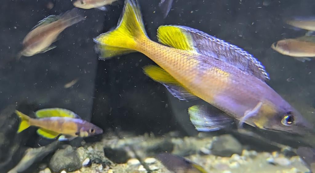 Cyprichromis Leptosoma Speckleback Kitumba - Tanganyika, Dieren en Toebehoren, Vissen | Aquariumvissen, Vis