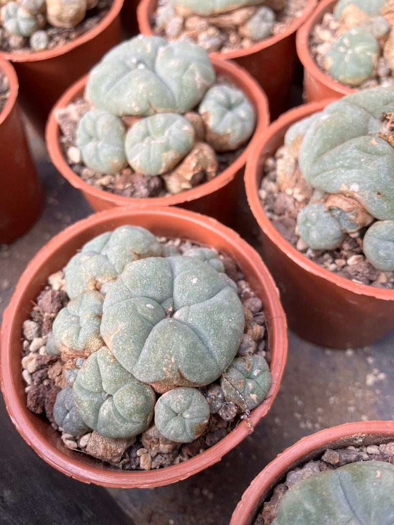 Lophophora Williamsii Caespitosa, in 6 cm pot., Huis en Inrichting, Ophalen of Verzenden, Halfschaduw, Minder dan 100 cm