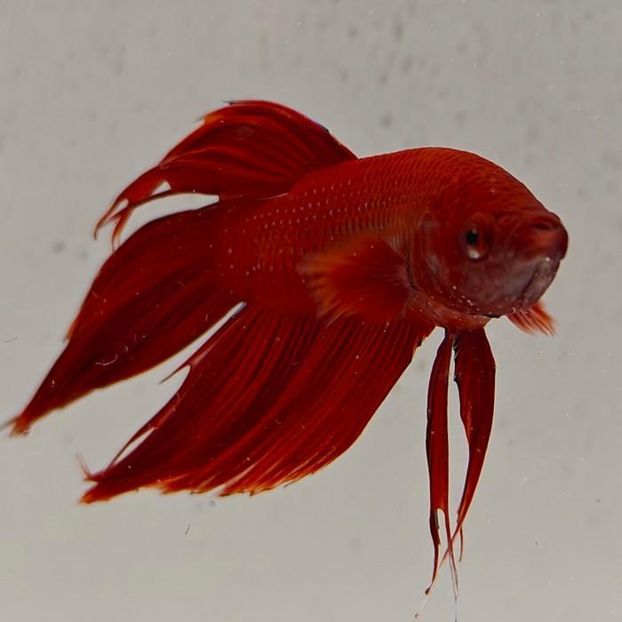 Betta splendens 32, Dieren en Toebehoren, Vissen | Aquariumvissen