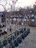 Corylus Red Majestic op stam - Krulhazelaar, Ophalen, Overige soorten, Volle zon