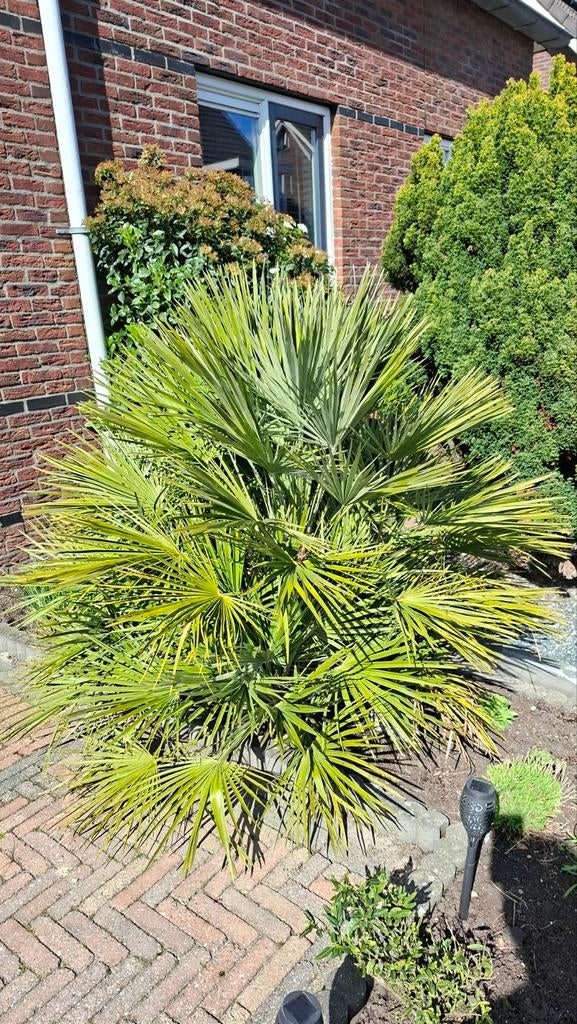 Europese Dwergpalm - Winterharde palmboom, Tuin en Terras, Volle zon, Vaste plant, Bloeit niet, Ophalen