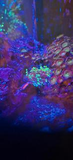 Euphyllia hamer koraal, Overige typen, Zoutwatervis