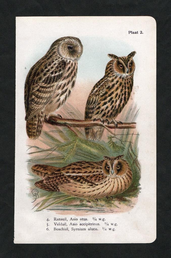 Prent Uilen Roofvogels Ransuil Velduil Bosuil., Ophalen of Verzenden, Zo goed als nieuw