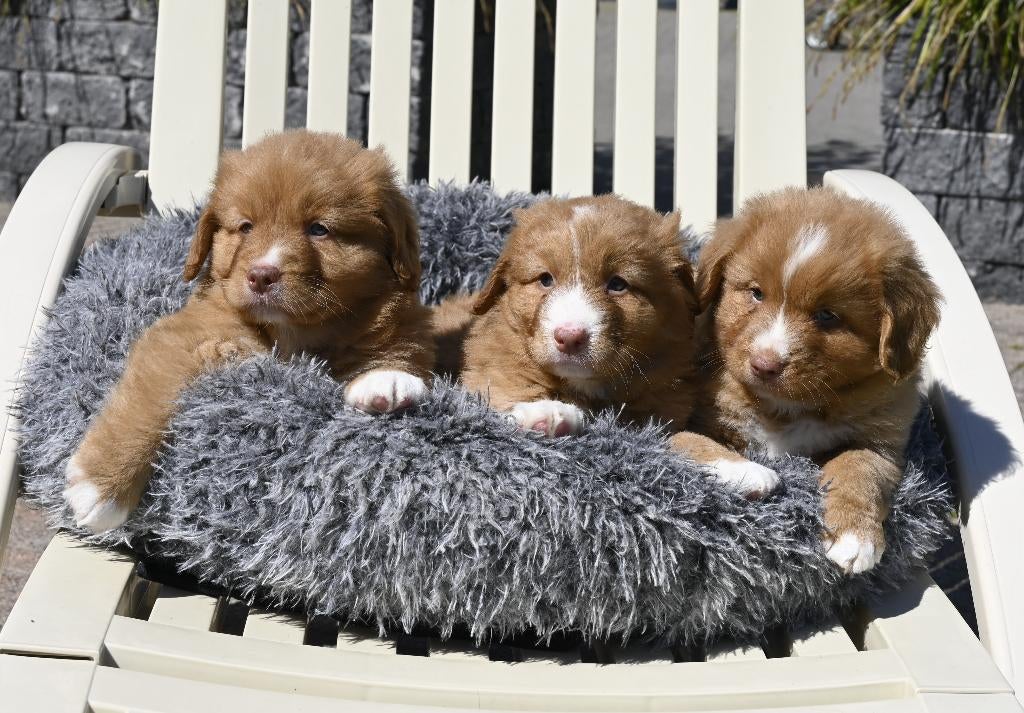 Nova Scotia Duck Tolling Retriever pups # Toller pups, Parvo, Nederland, Overige rassen, 8 tot 15 weken