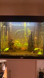 Juwel lido 120, Dieren en Toebehoren, Vissen | Aquaria en Toebehoren, Ophalen, Zo goed als nieuw, Gevuld zoetwateraquarium