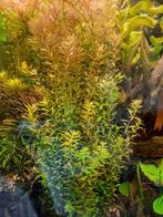 Mooi assortiment aquariumplanten (5), Ophalen of Verzenden, Nieuw, Plant(en), Steen of Hout