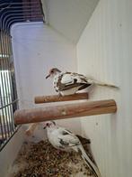 Diamantduiven, Dieren en Toebehoren, Vogels | Overige Vogels, Meerdere dieren