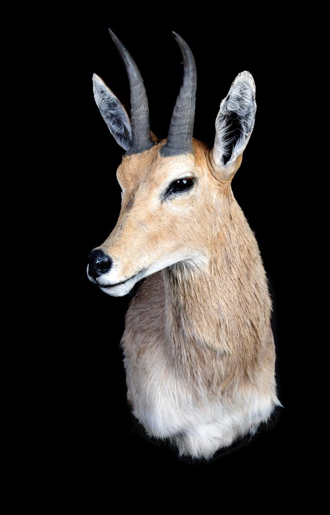 Klipspringer Taxidermie, Ophalen of Verzenden, Zo goed als nieuw, Overige soorten, Opgezet dier