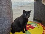 Lieve zwarte verwende kater (haat kinderen), Dieren en Toebehoren, Katten en Kittens | Raskatten | Korthaar, Kater, Gechipt, 6 jaar of ouder