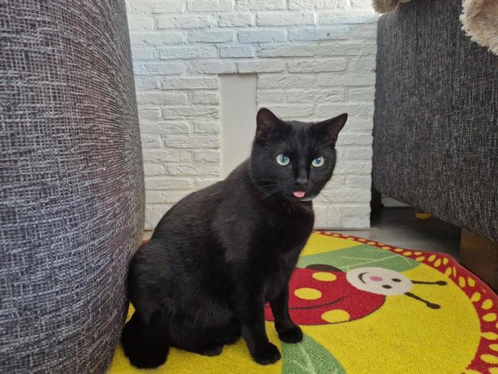 Lieve zwarte verwende kater (haat kinderen), Dieren en Toebehoren, Katten en Kittens | Raskatten | Korthaar, Kater, 6 jaar of ouder