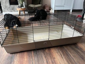 Cavia/konijnenkooi beschikbaar voor biedingen