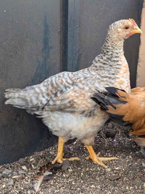 Bielefelder haan groot, Dieren en Toebehoren, Pluimvee, Kip, Mannelijk