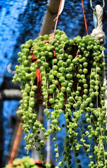 Erwten plant string of pearls stekjes beschikbaar voor biedingen