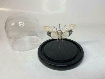 Stolp met Pyrops Astarte White (opgezette insecten) beschikbaar voor biedingen