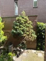 Coniferen / conifeer, Tuin en Terras, Planten | Bomen, Ophalen, Bloeit niet, Halfschaduw, Overige soorten