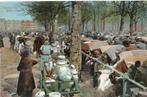 Rotterdam, Veemarkt met koeien. 5888, Verzamelen, Verzenden, Voor 1920, Gelopen, Zuid-Holland