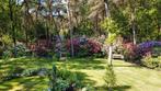 Tekoop rhododendrons, Overige soorten, Minder dan 100 cm, Zomer, Ophalen