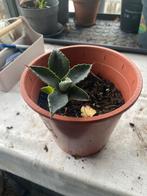 Agave plant in pot, Volle zon, Vaste plant, Bloeit niet, Ophalen