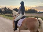 Bomproof Grote Haflinger ruin 18 jaar, Dieren en Toebehoren, Paarden, Merrie, Minder dan 160 cm, Gechipt, Zadelmak